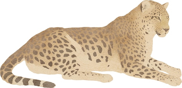 Ilustração de leopardo