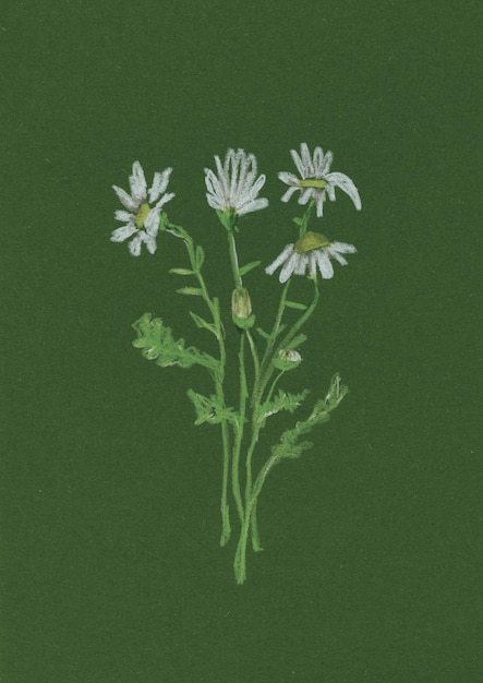 Ilustração de margarida como uma flor de nascimento de abril em um fundo verde