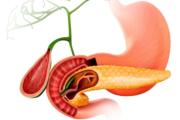 Foto ilustração de pâncreas e vesícula biliar