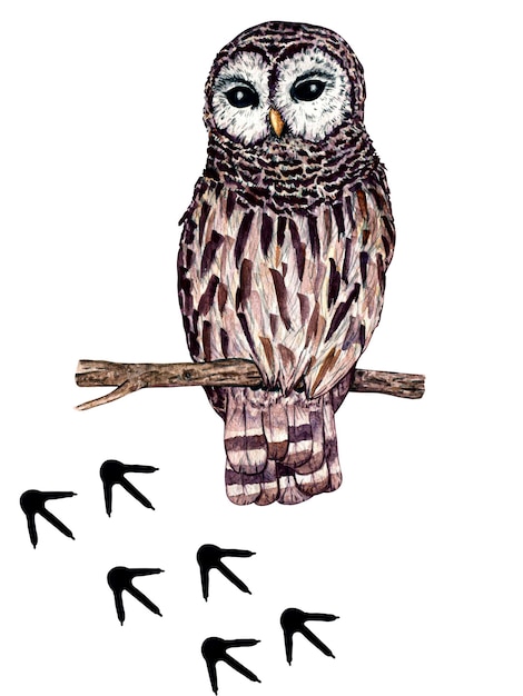 Ilustração de pegadas de animais da floresta selvagem em aquarela coruja Ilustração da floresta para design infantil