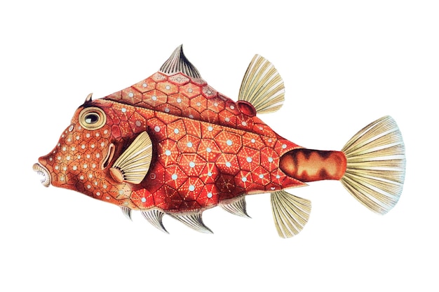 Ilustração de peixe vintage png transparente