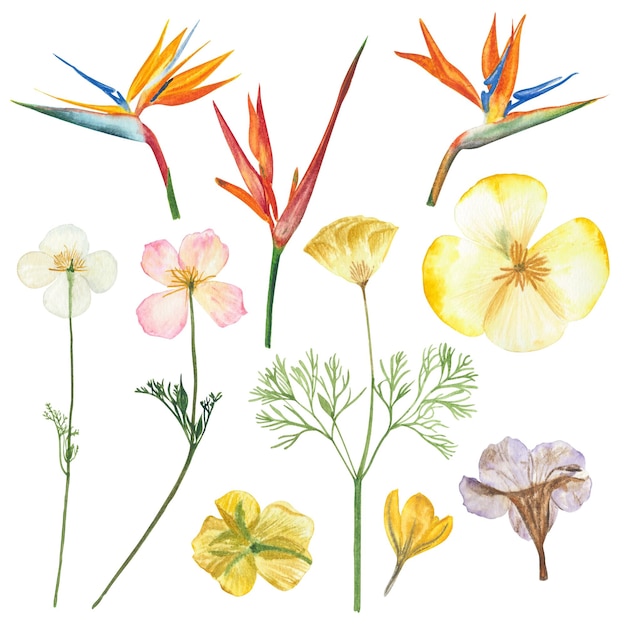 Ilustração de pintura floral de flores em aquarela com peças de recorte