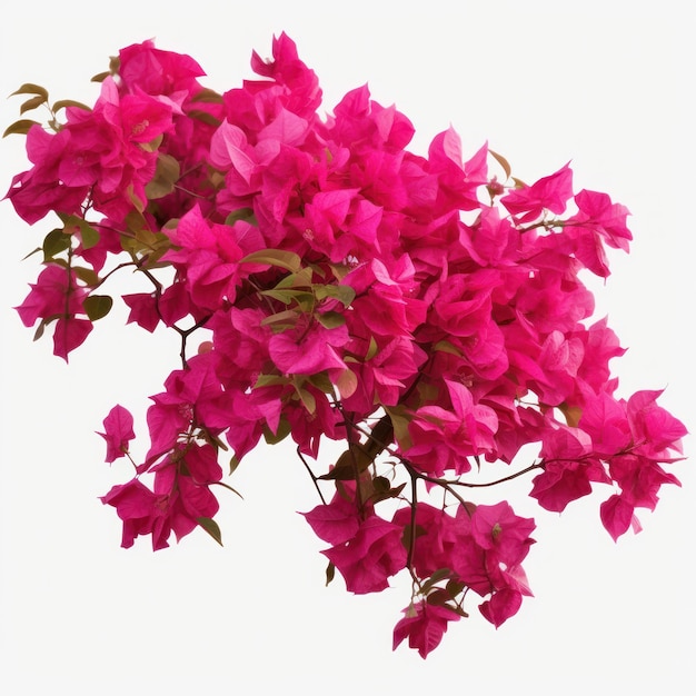 Ilustração de plantas buganvílias rosa AI GenerativexA
