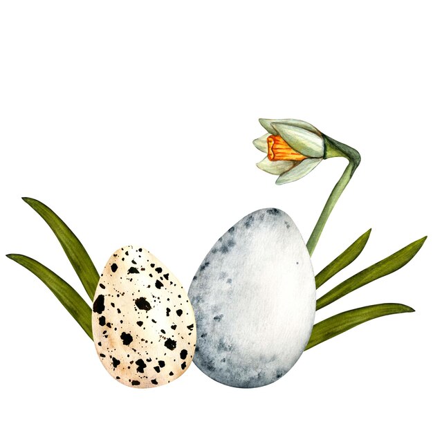 Ilustração de primavera de páscoa em aquarela com narcisos e ovos coloridos clipart em fundo branco para design
