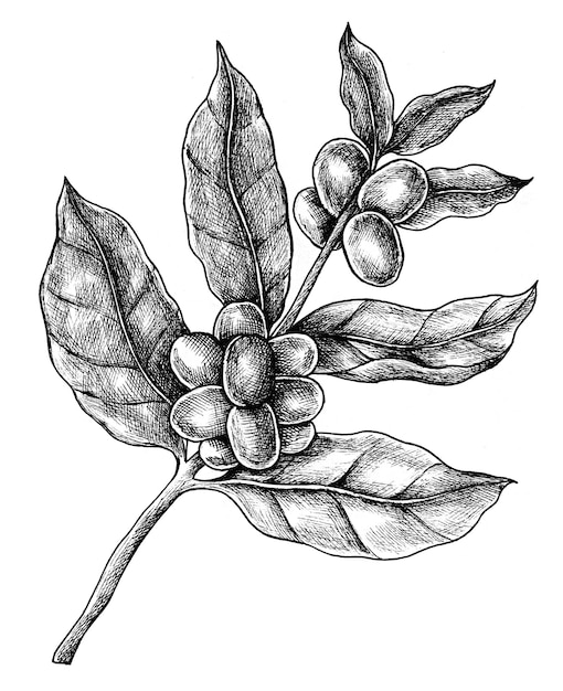 Ilustração de ramo de café vintage de PNG com fundo transparente