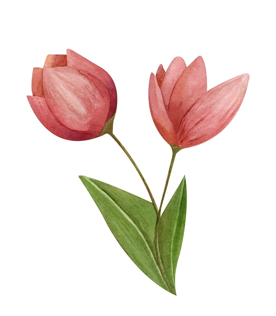 Ilustração de tulipas cor de rosa Aquarela pintada à mão isolada em um fundo branco