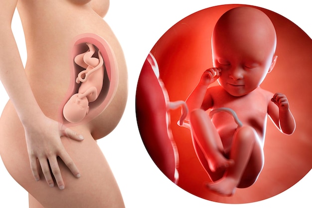 Ilustração de uma mulher grávida e um feto de 35 semanas