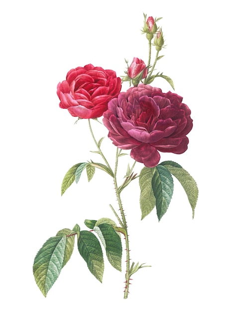 Ilustração de uma rosa vintage