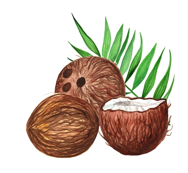 Ilustração desenhada à mão com aquarela cortada e coco inteiro isolado