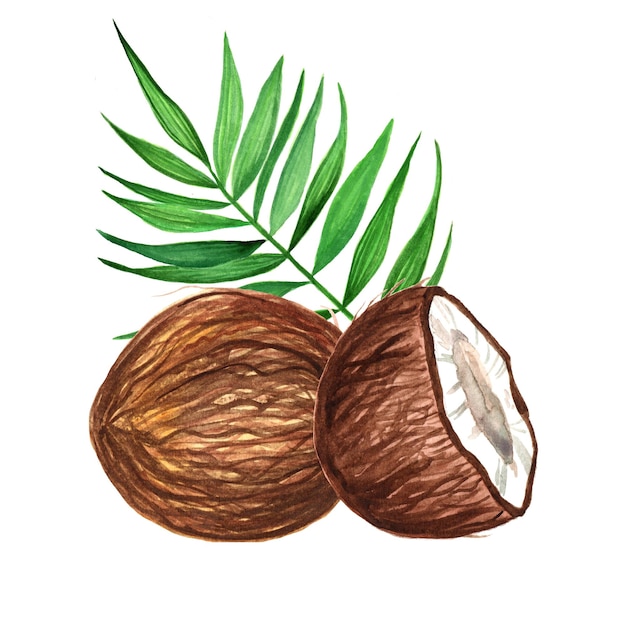 Ilustração desenhada à mão de coco isolado cortado em aquarela