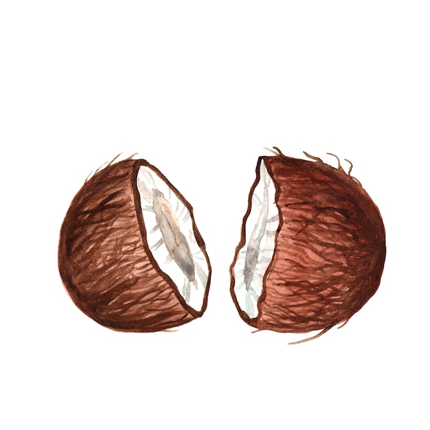 Foto ilustração desenhada à mão de coco isolado cortado em aquarela