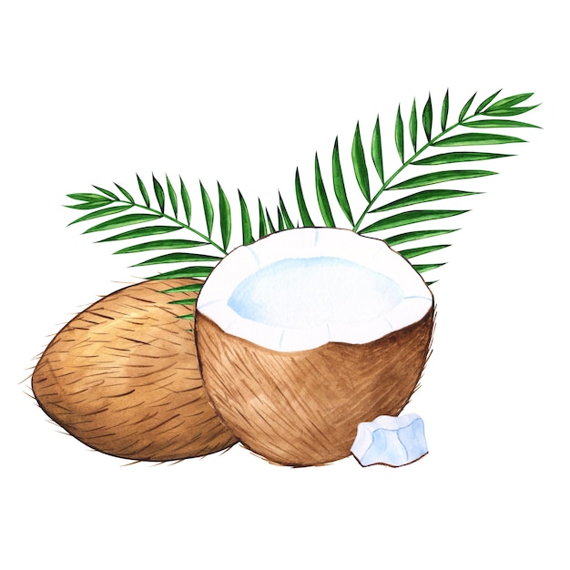 Ilustração desenhada à mão tropical de cocos aquarela para design com cocos e folhas de palmeira