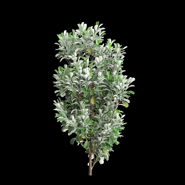 Foto ilustração em 3d da árvore pittosporum crassifolium isolada em fundo preto