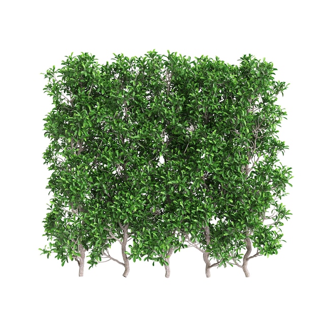 Foto ilustração em 3d da linha de árvore de viburnum odoratissimum isolada em fundo branco