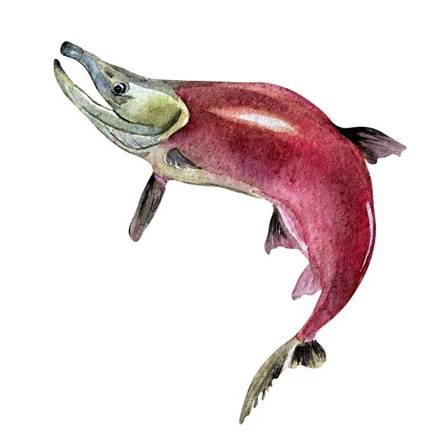 Ilustração em aquarela coho de salmão sockeye única isolada no fundo branco