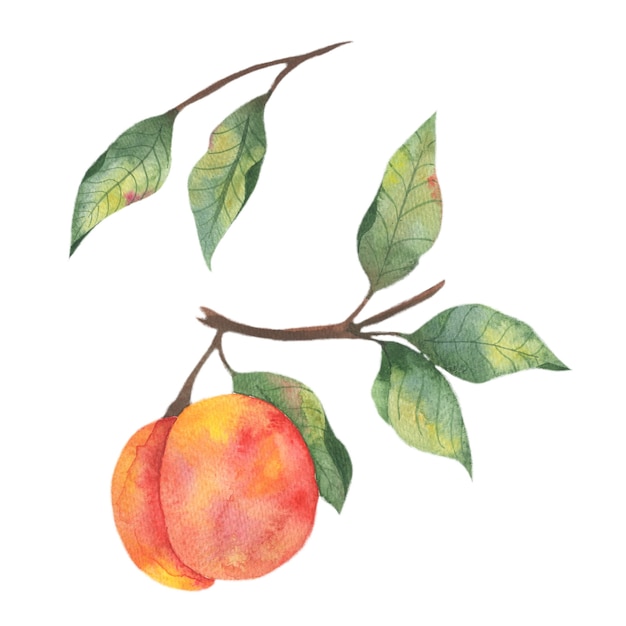 Ilustração em aquarela com frutas, um pêssego suculento com galhos de folhas em um fundo branco