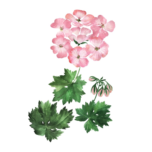 Ilustração em aquarela com inflorescências, flores, botões e folhas da planta gerânio