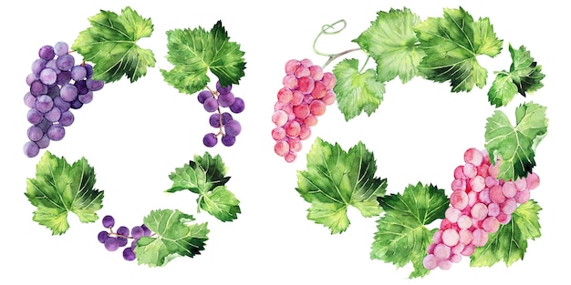 Ilustração em aquarela com pincéis de uva ramos e folhas de várias variedades de uvas