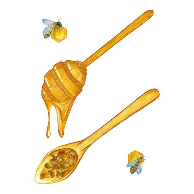 Ilustração em aquarela com uma colher de pau e uma gota de mel e uma colher com abelhas de pólen isoladas