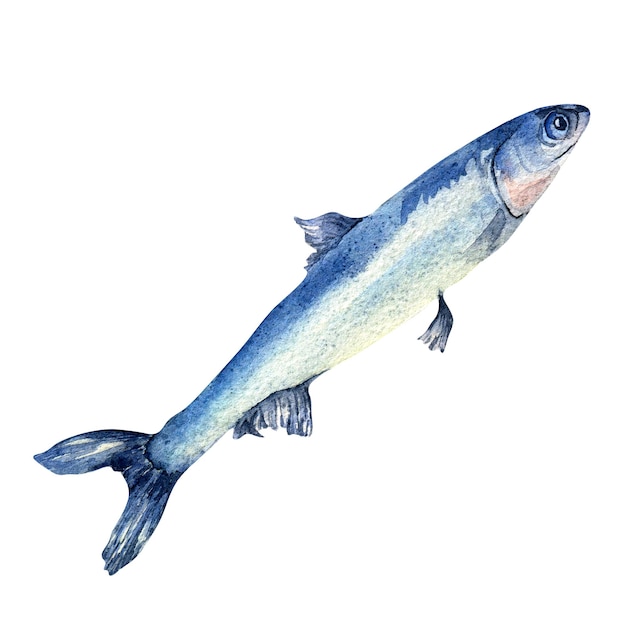 Ilustração em aquarela de anchova única isolada no fundo branco