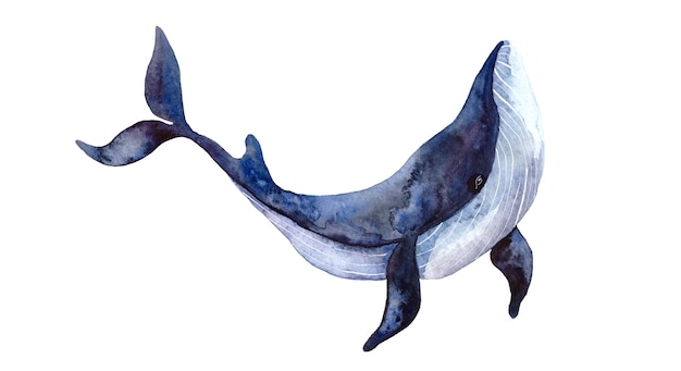 Ilustração em aquarela de baleia pintada à mão isolada