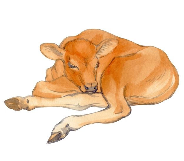 Foto ilustração em aquarela de bezerro em pé de vaca bebê