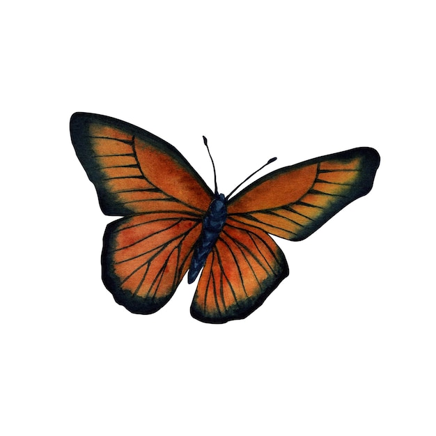Ilustração em aquarela de borboleta isolada no fundo branco