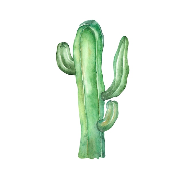 Ilustração em aquarela de cacto verde sobre fundo branco