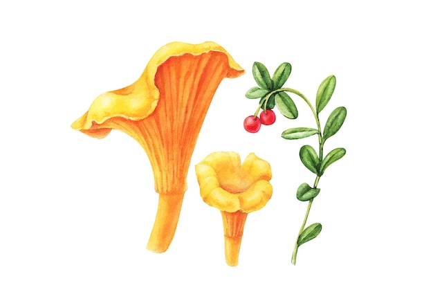 Ilustração em aquarela de cogumelo floresta amarela chanterelle isolada no branco