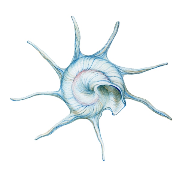Ilustração em aquarela de concha azul Projeto de elementos subaquáticos desenhados à mão