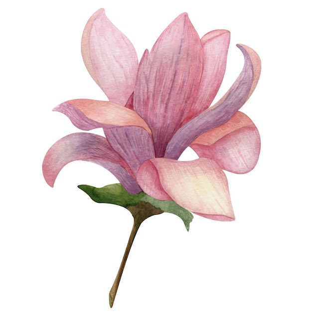 Ilustração em aquarela de flor de magnólia roxa rosa com folhas