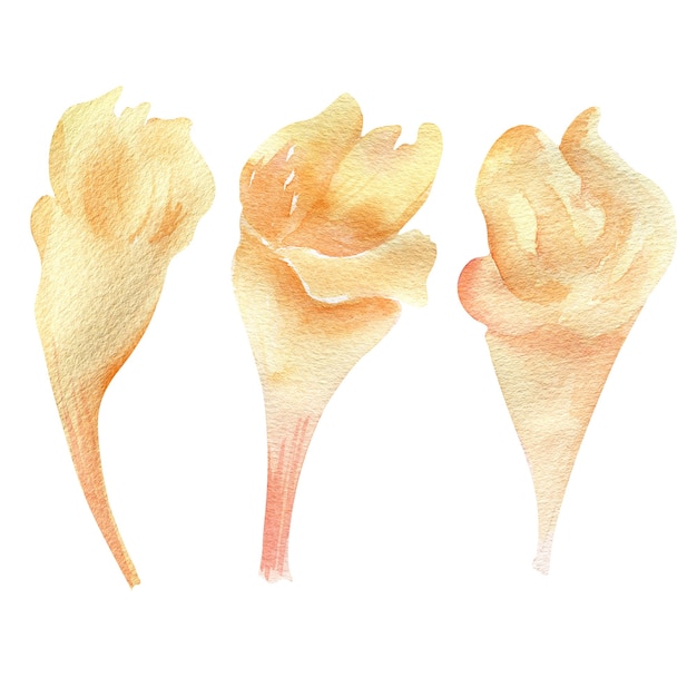 Ilustração em aquarela de flores bege