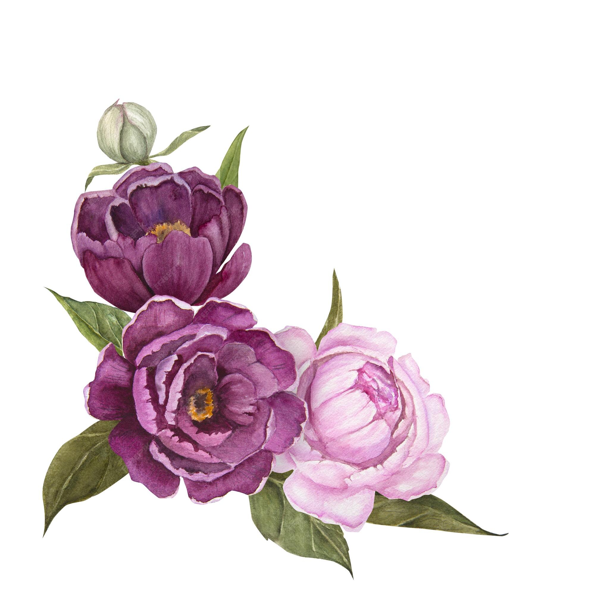 Lindas Flores Cor-de-rosa Se Fecham. a Peônia é Um Gênero De Herbáceas  Perenes E Arbustos Caducos Como Peões Ilustração Stock - Ilustração de  roxo, presente: 273128656