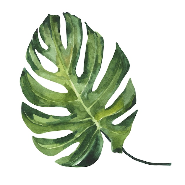 Ilustração em aquarela de folha de monstera isolada no fundo branco