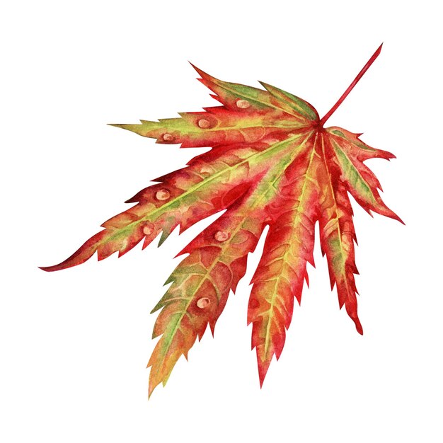Ilustração em aquarela de folhas de bordo japonesas de outono