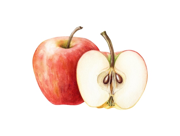 Ilustração em aquarela de frutas de maçã vermelha Realista fruta de maçã suculenta doce inteira e metade fatiada