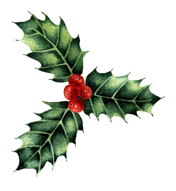 Ilustração em aquarela de Natal Holly Um monte de três folhas e frutos de ano novo tradicional