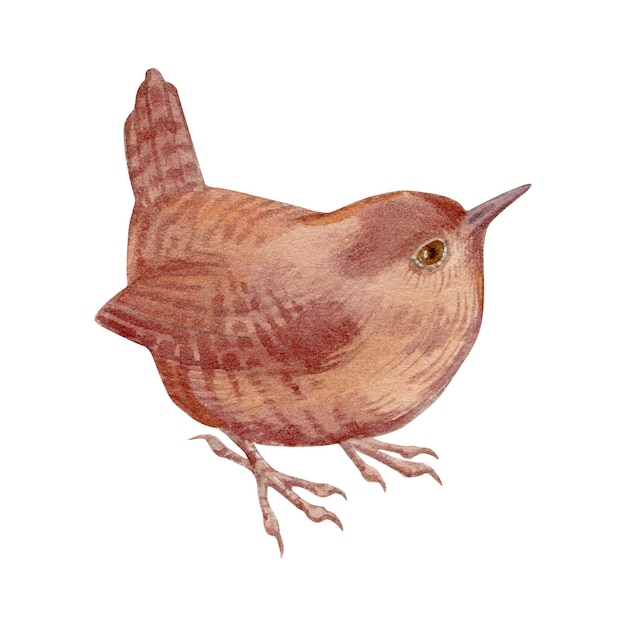 Ilustração em aquarela de pequeno jardim e retrato de pássaro da floresta de carriça