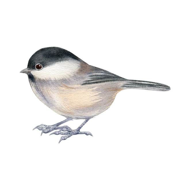 Ilustração em aquarela de pequeno jardim e retrato de pássaros da floresta de Willow tit