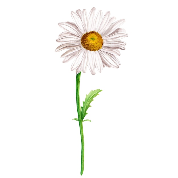 Ilustração em aquarela de ramo de flor margarida isolada em branco