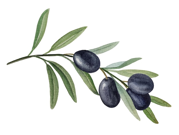 Ilustração em aquarela de ramo de oliveira com azeitonas pretas isolado no fundo branco