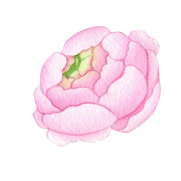 Ilustração em aquarela de rosa ranúnculo