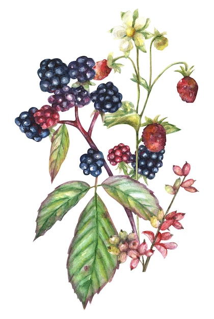 Ilustração em aquarela de um buquê com frutos silvestres de amoras e morangos silvestres