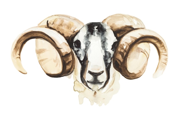 Ilustração em aquarela de um carneiro isolado em branco