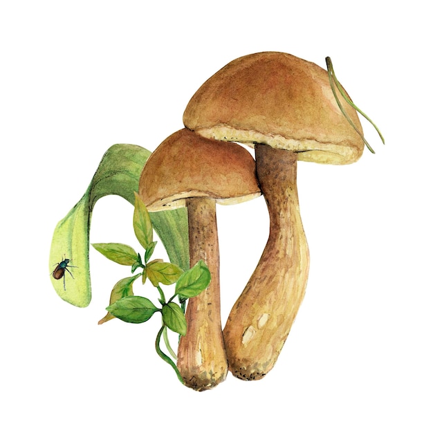 Ilustração em aquarela de um cogumelo um boleto com ninhadas e uma tampa marrom