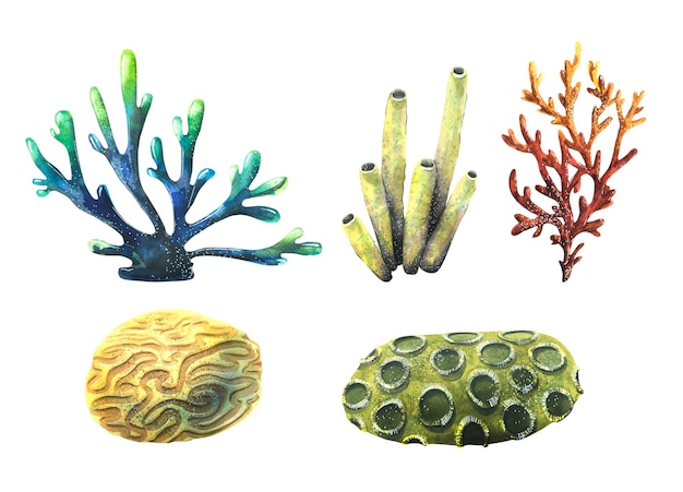 Foto ilustração em aquarela de um conjunto de corais e esponjas do mar