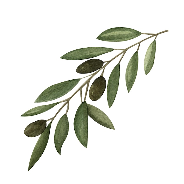 Foto ilustração em aquarela de um ramo de oliveira com azeitonas pretas imagem de alta qualidade em branco