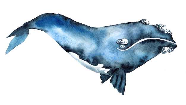 Ilustração em aquarela de uma baleia azul