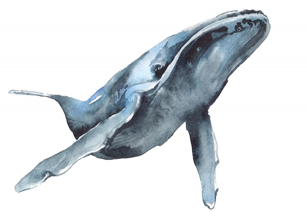 Ilustração em aquarela de uma baleia azul