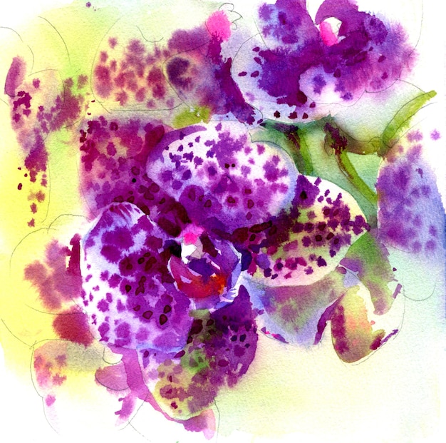 Ilustração em aquarela de uma flor de orquídea phalaenopsis isolada em fundo branco